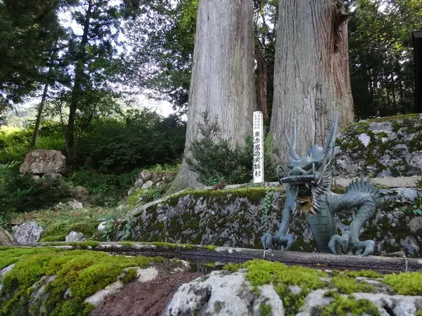 夫婦杉（東赤尾集落）-3
