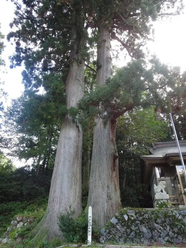 まるで夫婦のように寄り添う2本の杉