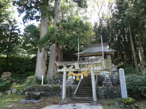 夫婦杉（東赤尾集落）-2