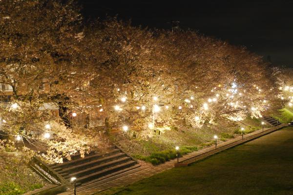 幻想的な夜桜が楽しめる千本桜