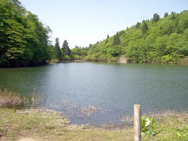縄ヶ池ミズバショウ群生地-1
