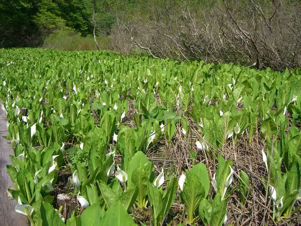 縄ヶ池ミズバショウ群生地-2
