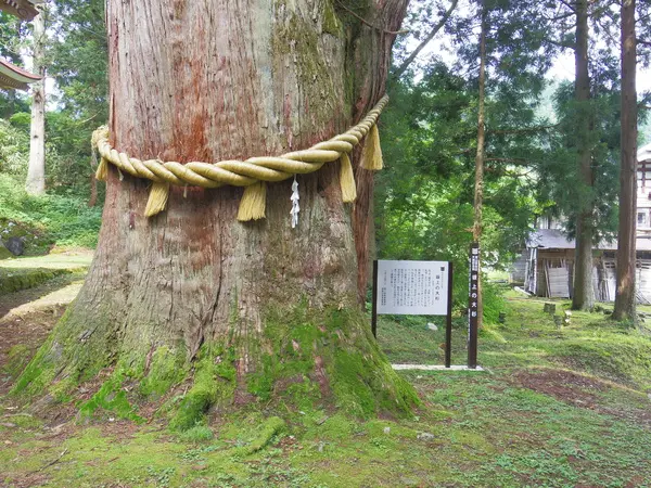 霊験あらたかな杉の巨木