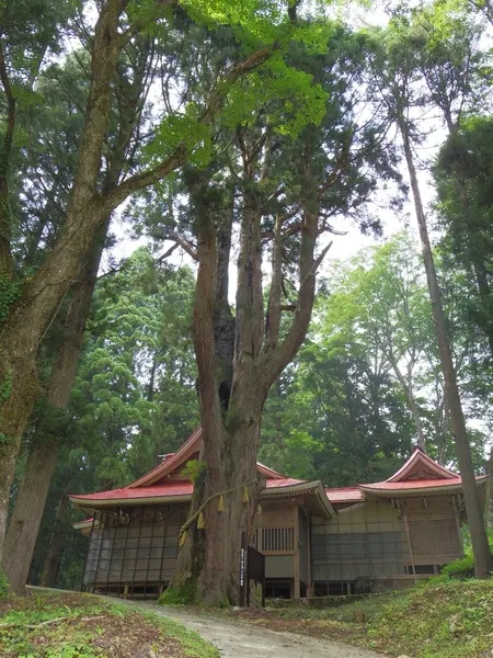 坂上の大杉-2