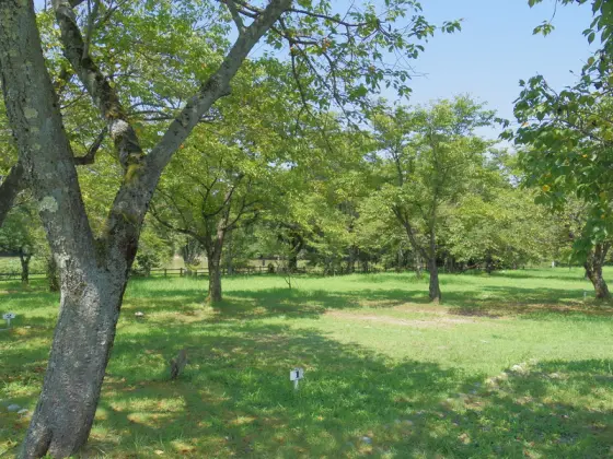 砺波市上和田緑地キャンプ場-0