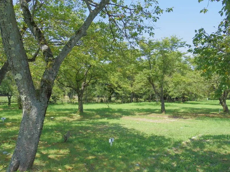 木陰が気持ち良い上和田キャンプ場。奥には湖が