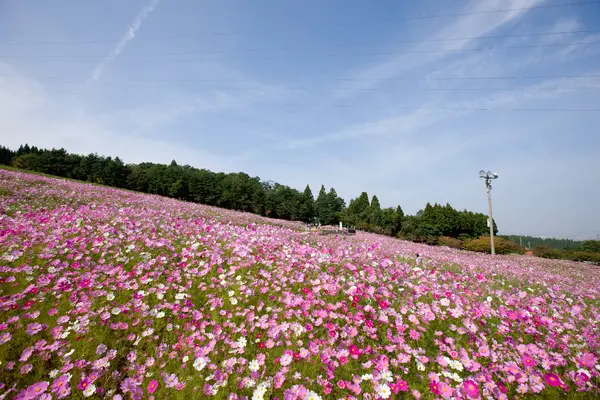 となみ夢の平スキー場-3