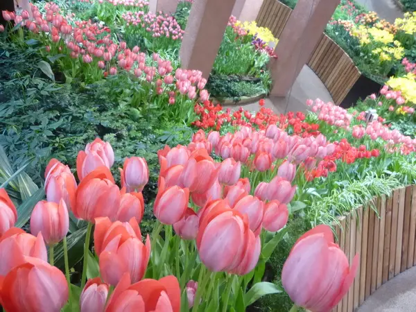 Tonami Tulip Gallery-2