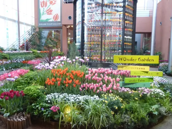 Tonami Tulip Gallery-0