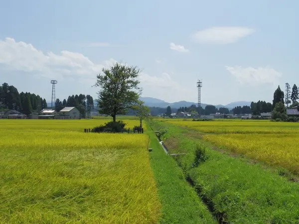 長尾為景の塚-1