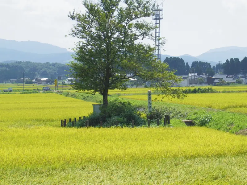 桜の木に見守られながらたたずむ為景の塚
