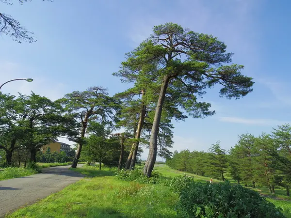 人々を守ってきた堤防の大きな赤松