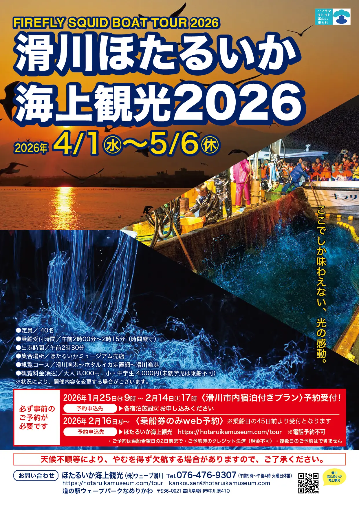 Firefly Squid Sea Tourism: Come experience the firefly squids' magical light-7