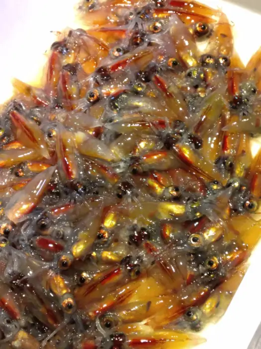 Firefly Squid Sea Tourism: Come experience the firefly squids' magical light-8