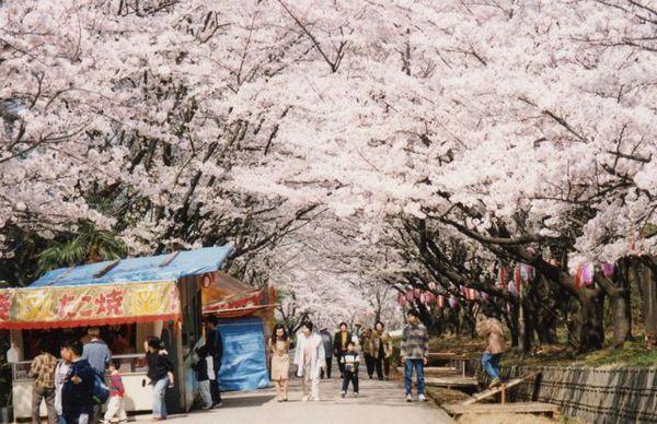 美しい桜のトンネル