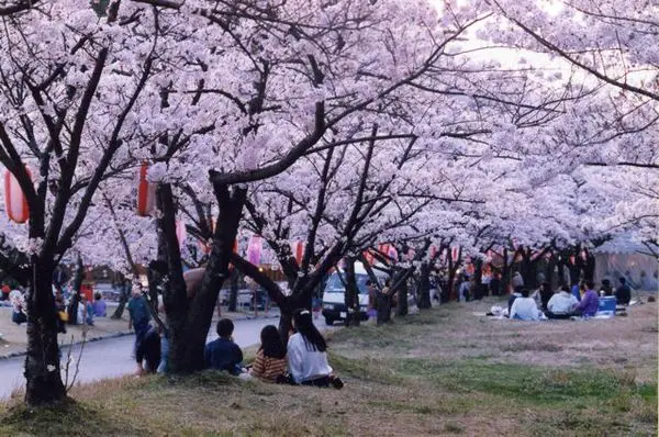 宮野山桜まつり-1