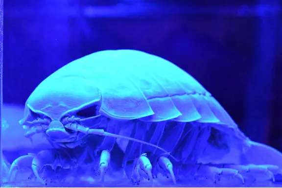 Hotaruika Museum (Firefly Squid Museum)-5