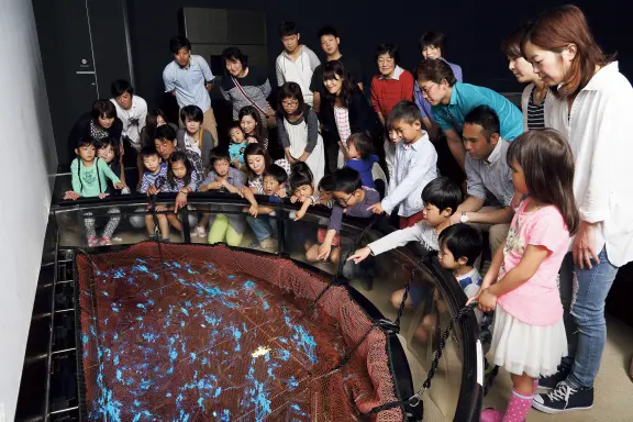 Hotaruika Museum (Firefly Squid Museum)-4