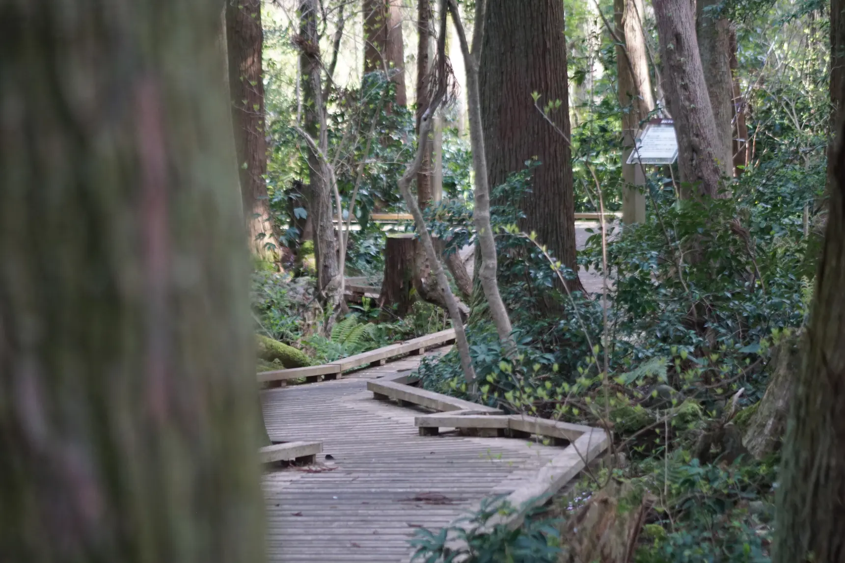 美しい風景の遊歩道を散歩