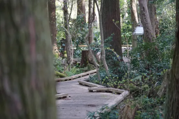 杉沢の沢スギ-6