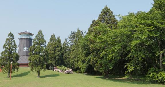 Japanese Cedars in Sugisawa-1