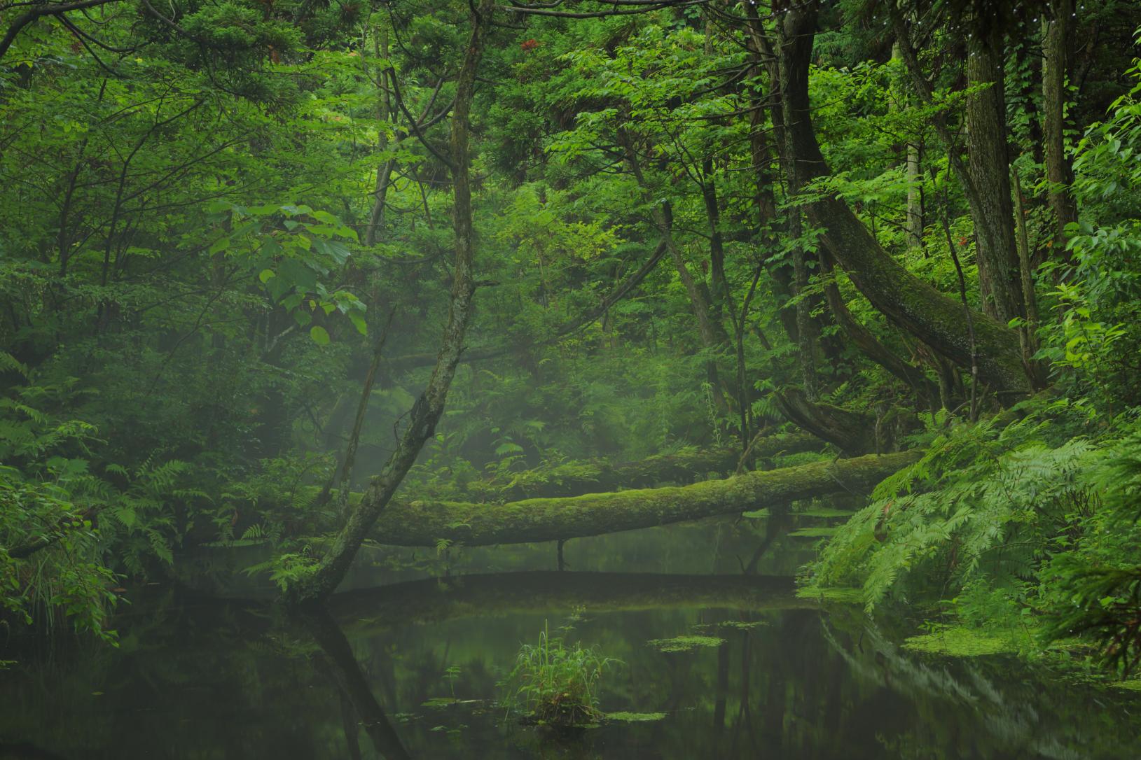 Japanese Cedars in Sugisawa-0