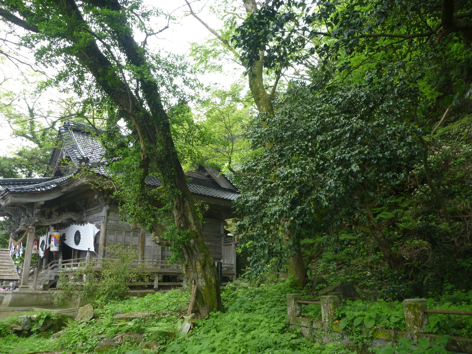 鹿島樹叢（宮崎自然博物館）-2