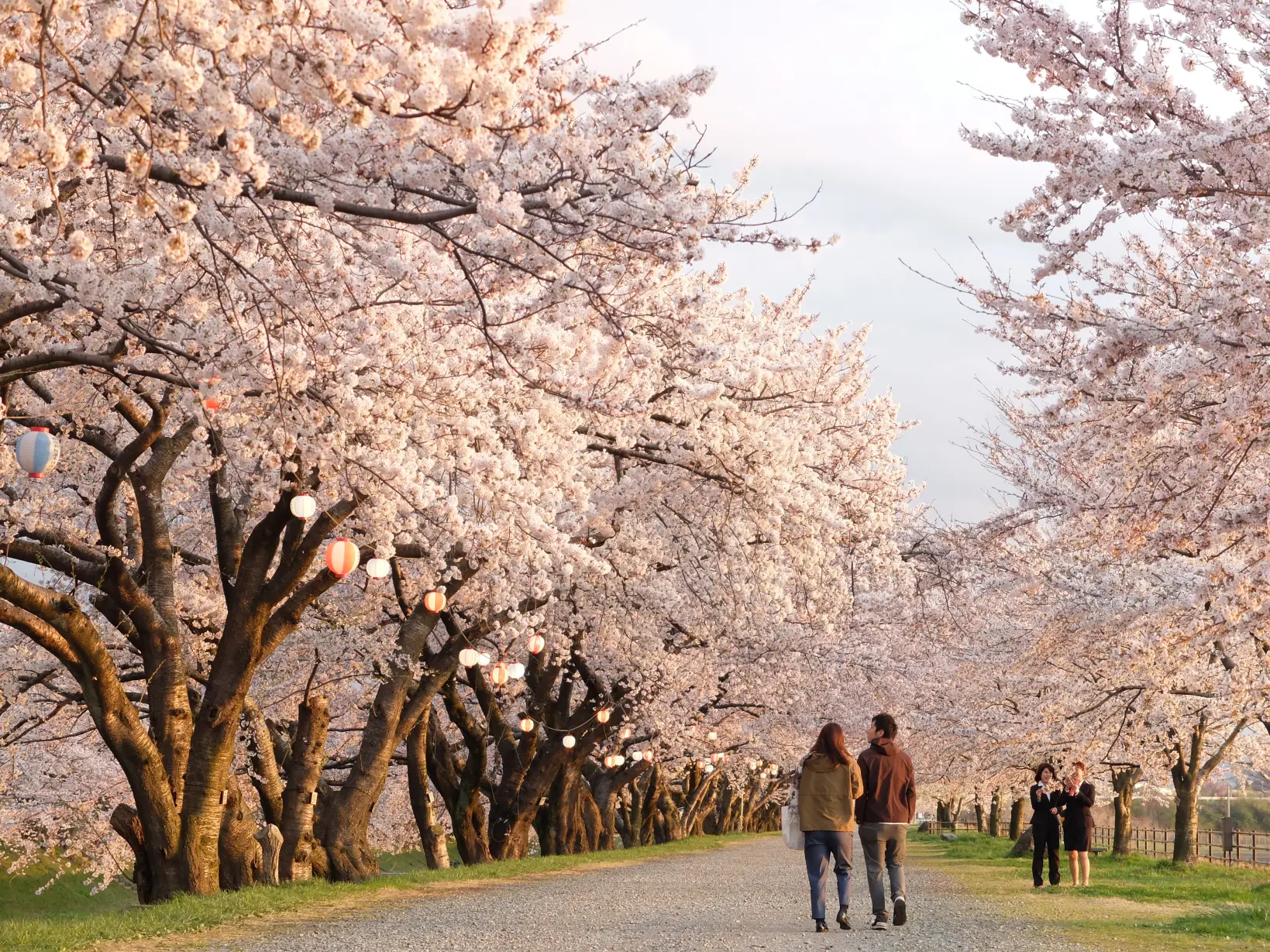 あさひ舟川「春の四重奏」 / 舟川べり桜並木-3