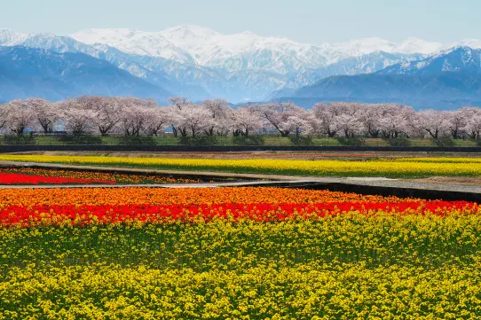 あさひ舟川「春の四重奏」 / 舟川べり桜並木-1