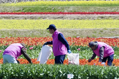 あさひ舟川「春の四重奏」 / 舟川べり桜並木-5