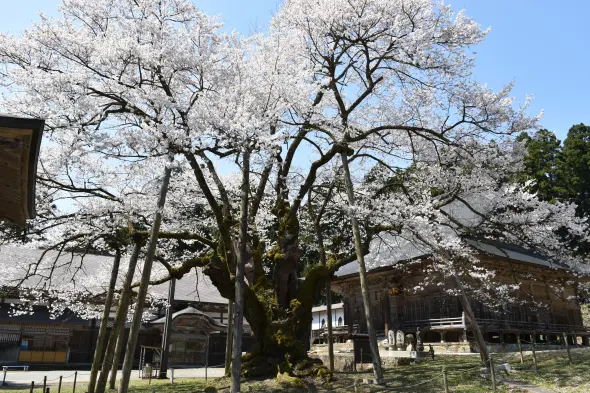 明日の大桜-5