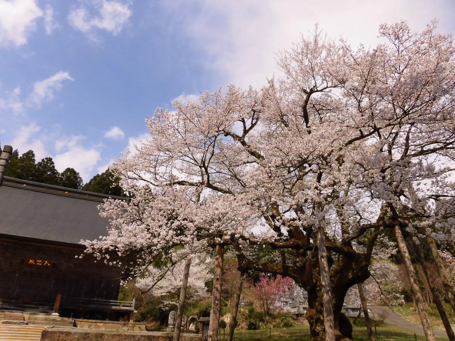 明日の大桜-4
