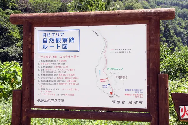 洞杉-1