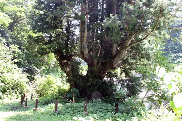 洞杉-3