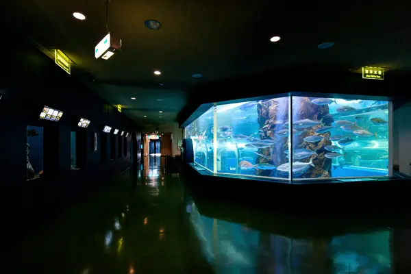 日本海のお魚がいっぱい！