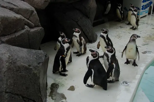 外にはペンギンも！