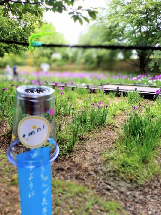 行田公園と花しょうぶ-7