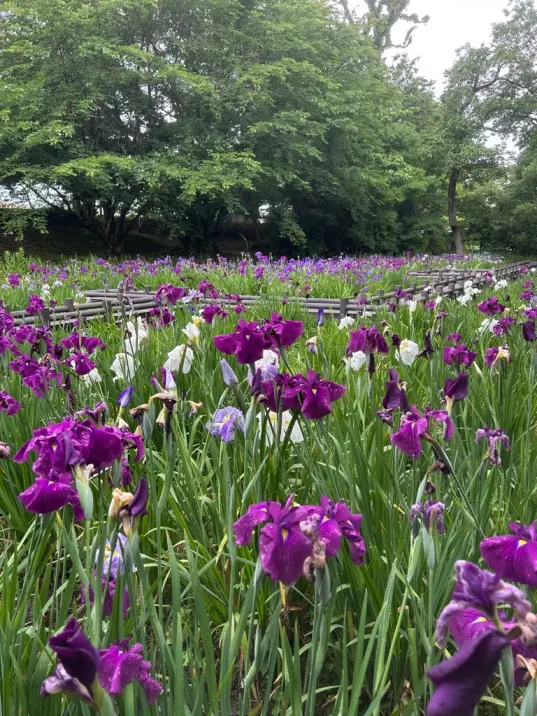 行田公園と花しょうぶ-0