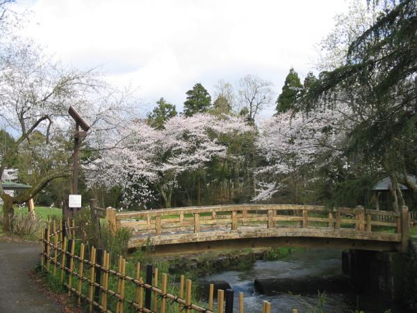 行田公園と花しょうぶ-3