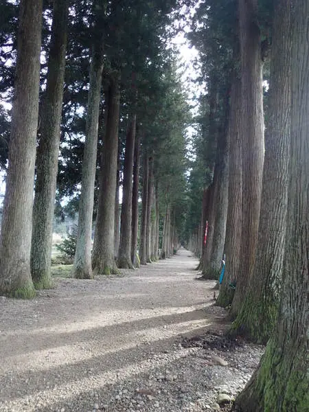 平野　妙子-3