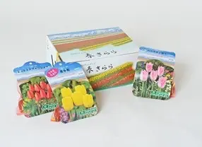 チューリップ球根ギフトセット「春きらら」
