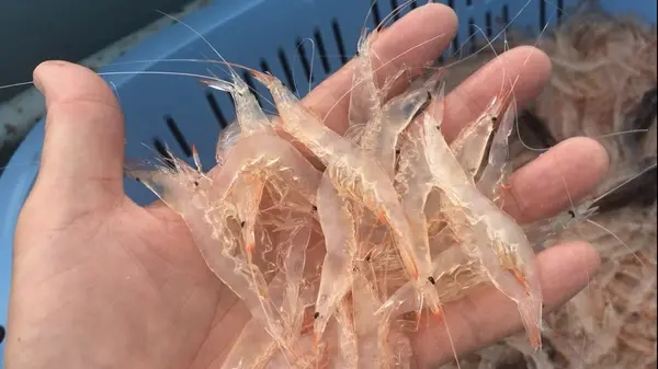 白えび漁観光船-3
