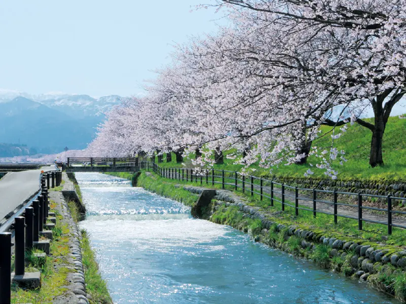 雄大な後立山連峰を背景に田園風景と桜並木が美しい景色