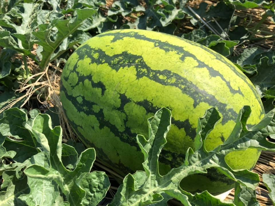 てらだファーム-3