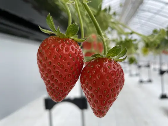 あるぺん村観光農園いちごハウス-1