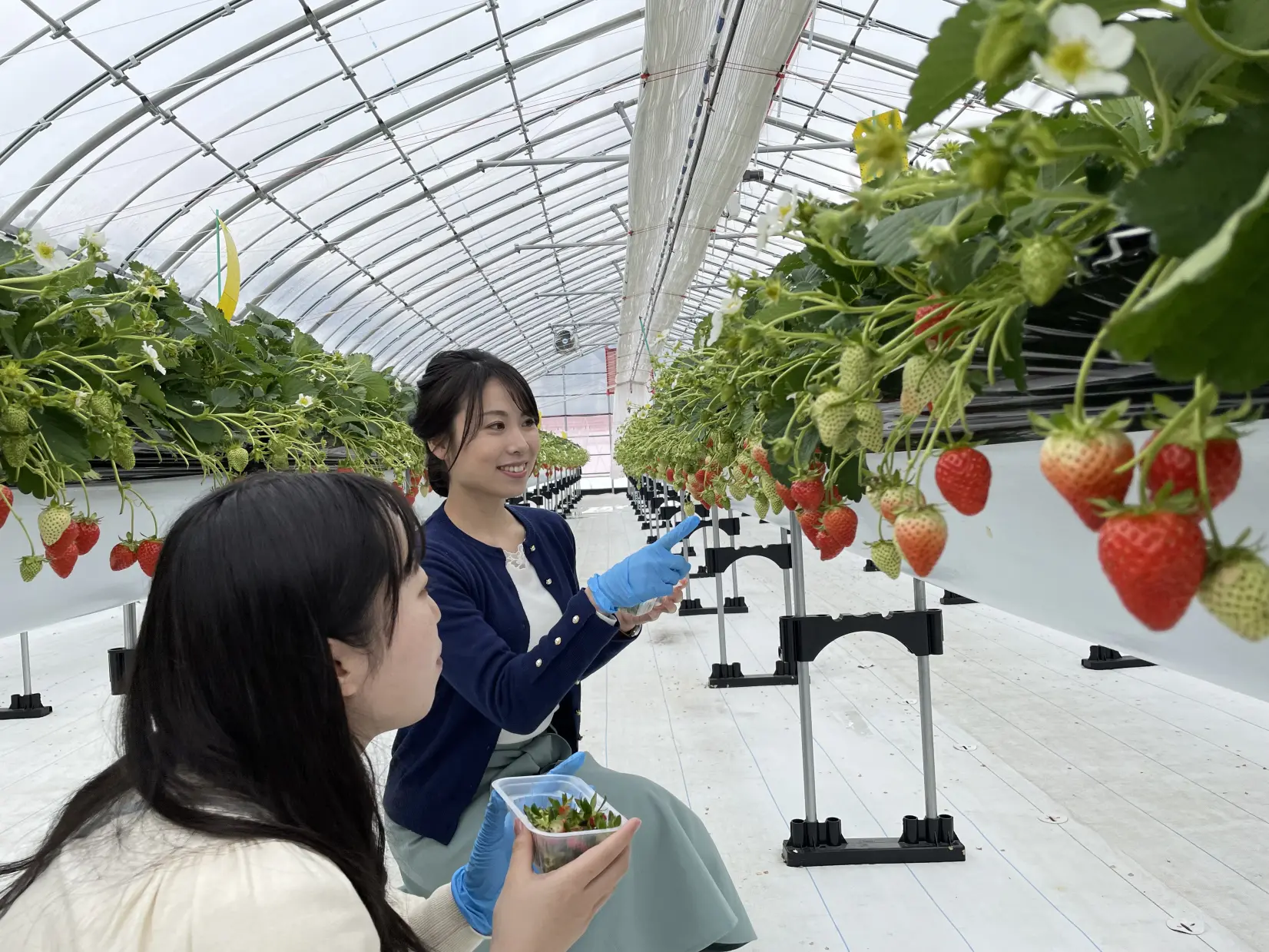 あるぺん村観光農園いちごハウス-4