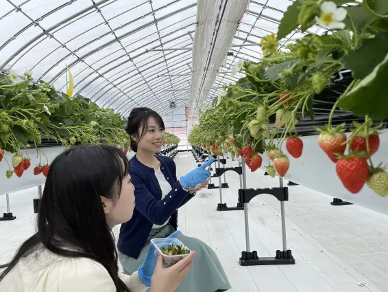 あるぺん村観光農園いちごハウス-4