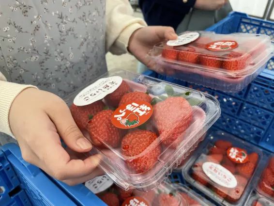 あるぺん村観光農園いちごハウス-7