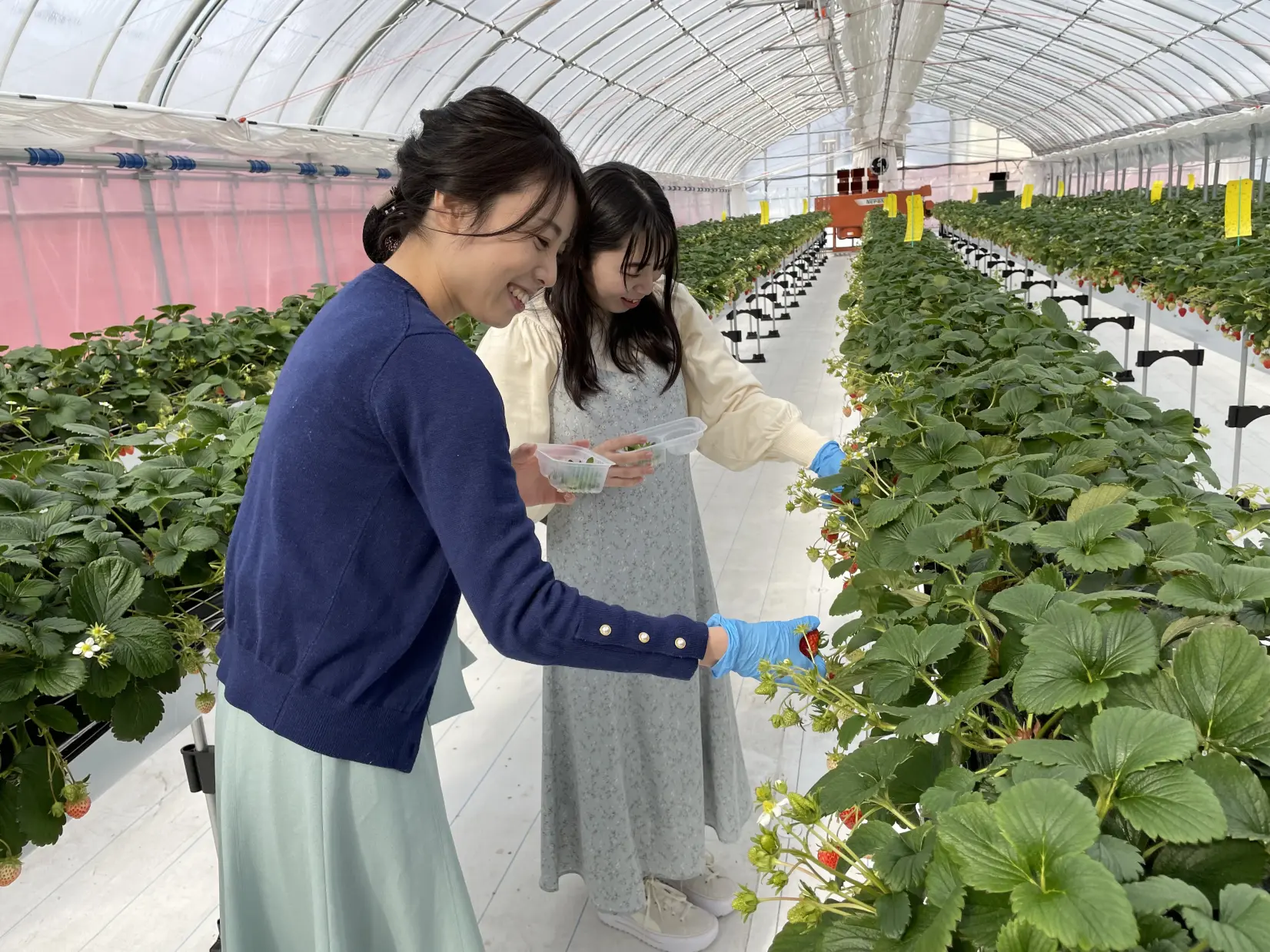 あるぺん村観光農園いちごハウス-3