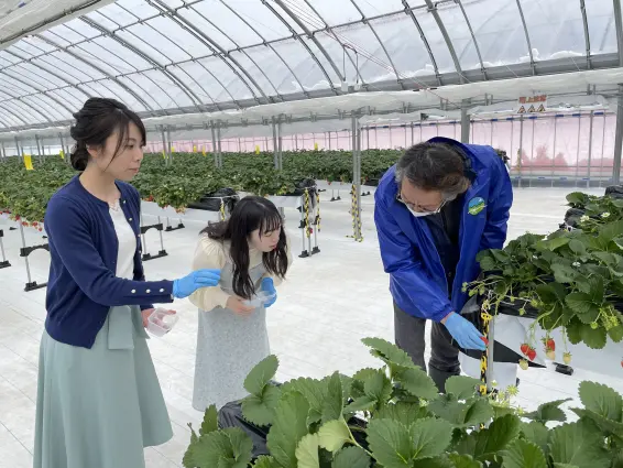 あるぺん村観光農園いちごハウス-5